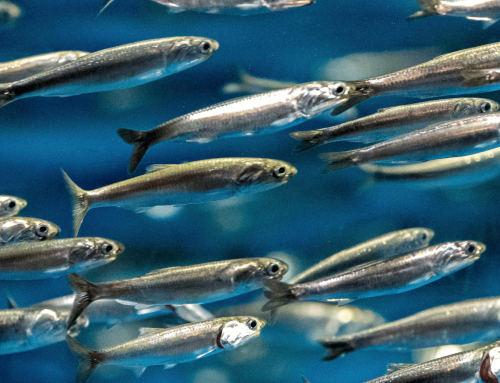Anchoveta: un pez pequeño y rico en omega-3